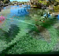 All Clear Kayak Manatee Viewing Ecotour With Local Guide - Accommodation Los Angeles