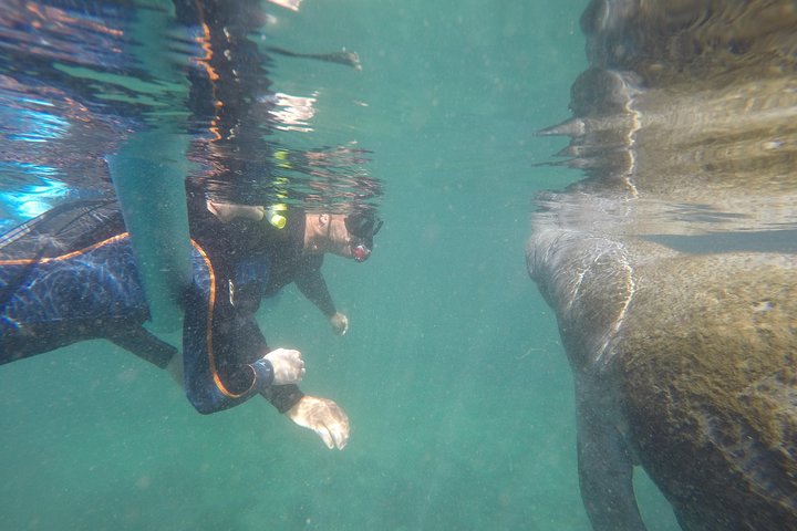 Small Group Manatee Snorkeling Tour With In Water Guide - thumb 1