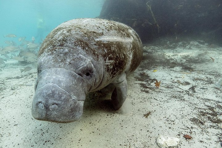 Small Group Manatee Tour With In-Water Divemaster/Photographer - thumb 1