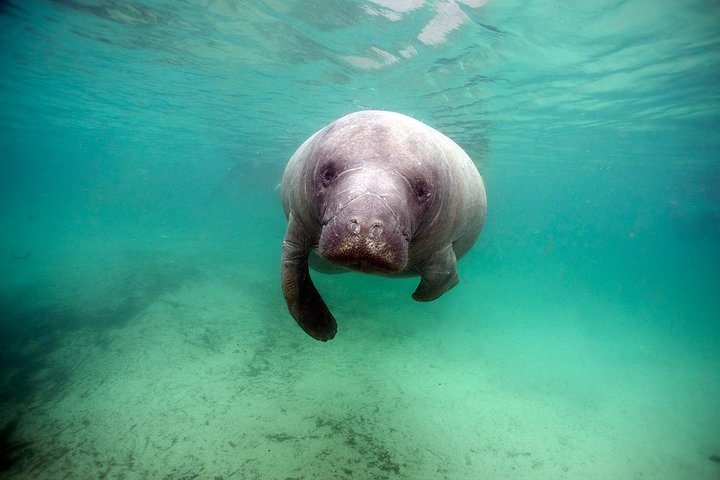 Small Group Manatee Tour With In-Water Divemaster/Photographer - thumb 4
