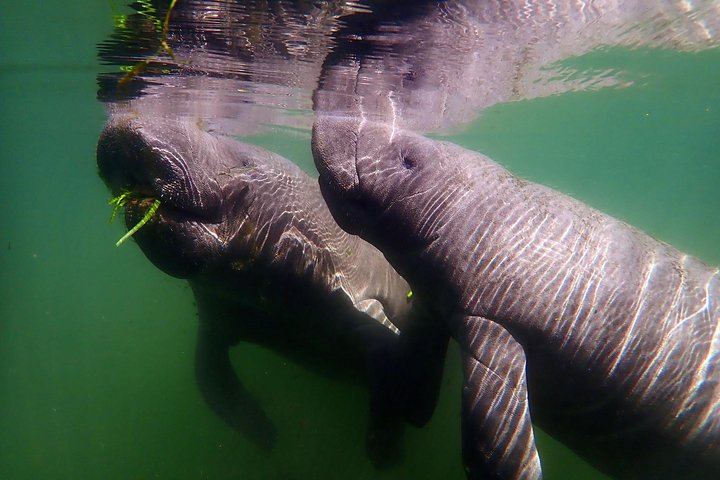 Small Group VIP Manatee Pontoon Tour - thumb 2