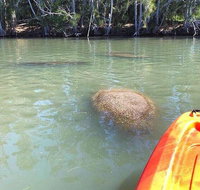 Dolphin  Manatee Kayaking Tour in Orlando Area - Accommodation Los Angeles