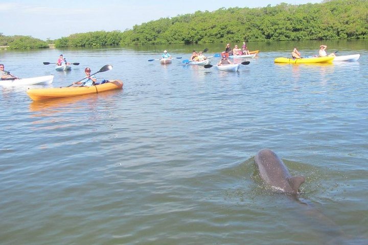 Fully Guided Kayaking Backwater Manatee And Dolphin Tour - thumb 0