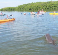Fully Guided Kayaking Backwater Manatee and Dolphin Tour - Accommodation Los Angeles