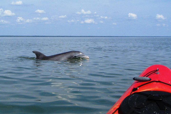 Fully Guided Kayaking Backwater Manatee And Dolphin Tour - thumb 3