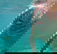 Self Drive Swim with Manatees on the Crystal River - Accommodation Los Angeles