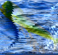 Boca Raton Deep Sea Fishing Trips - Accommodation Los Angeles