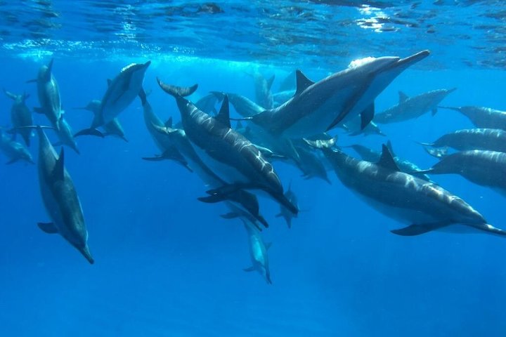 Ultimate Ocean Encounters Midday Snorkel - thumb 0