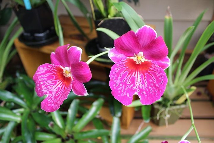 Black Sand Beach, Winery (or Coffee) And Volcanoes National Park - thumb 0