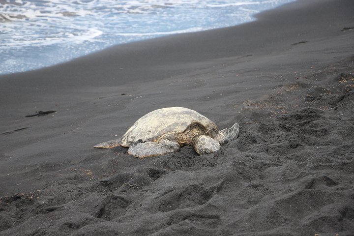 Black Sand Beach, Winery (or Coffee) And Volcanoes National Park - thumb 4