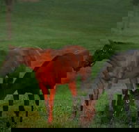 Half-Day Thoroughbred Horse Farm Tour in Kentucky - Accommodation Los Angeles