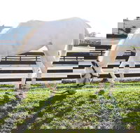 Rarest Thoroughbreds in the World Tour - Accommodation Los Angeles