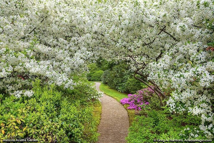 Acadia National Park Private Group Tour- 5 Hours Local Guides - thumb 4