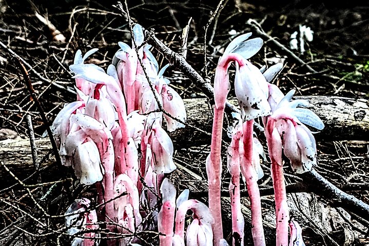 Guided Foraging - Mushroom Hunting Experiences - thumb 1