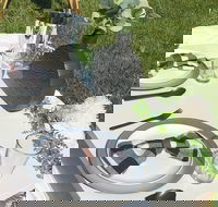 Outdoor Luxury Themed Picnic Setup in Detroit - Accommodation Los Angeles