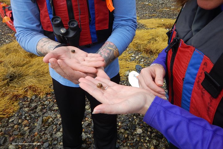 Sea Kayak Tour In Casco Bay - thumb 0