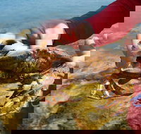 Oyster Farm  Tasting Sea Kayak Tour in Casco Bay - Accommodation Los Angeles