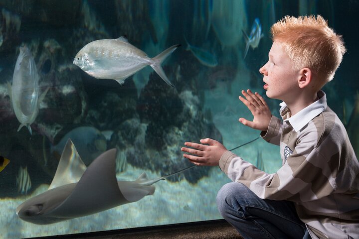 SEA LIFE Michigan Aquarium Admission Ticket - thumb 0
