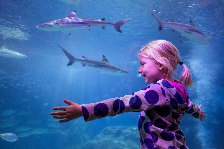 SEA LIFE Michigan Aquarium Admission Ticket - thumb 3