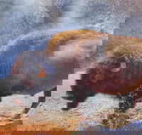 Private VIP Boutique Yellowstone Day Tour from Bozeman - Accommodation Los Angeles