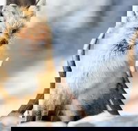 Winter Yellowstone Tour With Optional Hike or Snowshoe - Accommodation Los Angeles