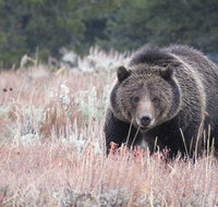 2-Day Private Tour of Yellowstone National Park Lower  Upper Loops - Accommodation Los Angeles