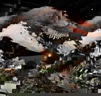 Branson Dinosaur Museum Admission Ticket - Accommodation Los Angeles