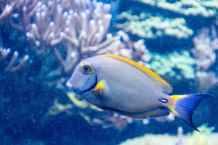 SEA LIFE New Jersey At American Dream - thumb 1