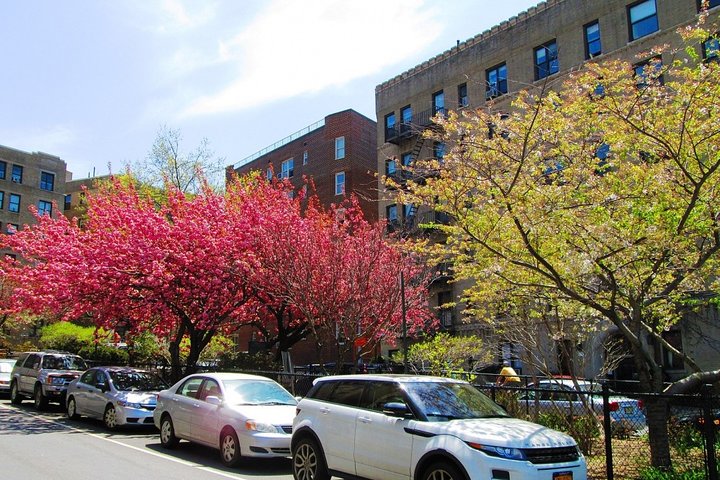 Buffalo Scavenger Hunt: Roaming Buffalo - thumb 0