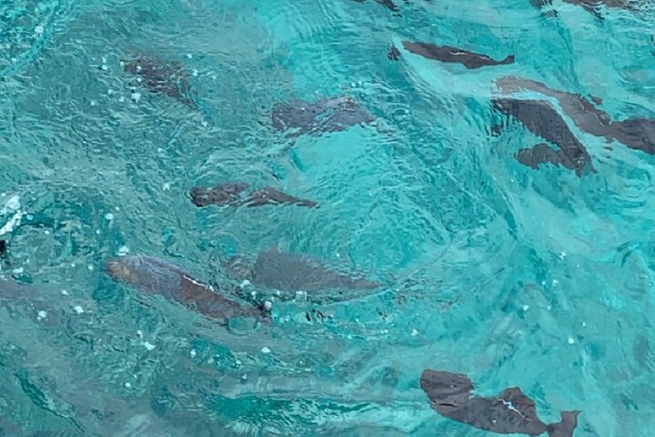 Waikiki Beach Glass Bottom Boat Cruise - thumb 2