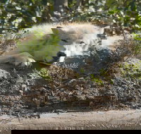 Glaciers and Wildlife Super Scenic Day Tour from Anchorage - Accommodation Los Angeles