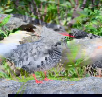 Alaska Wildlife Tour - Accommodation Los Angeles