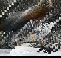 Winter - Wildlife  Turnagain Arm Tour - Accommodation Los Angeles