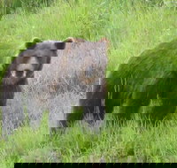 Bear Feeding at the Alaska Wildlife Conservation Center - Accommodation Los Angeles