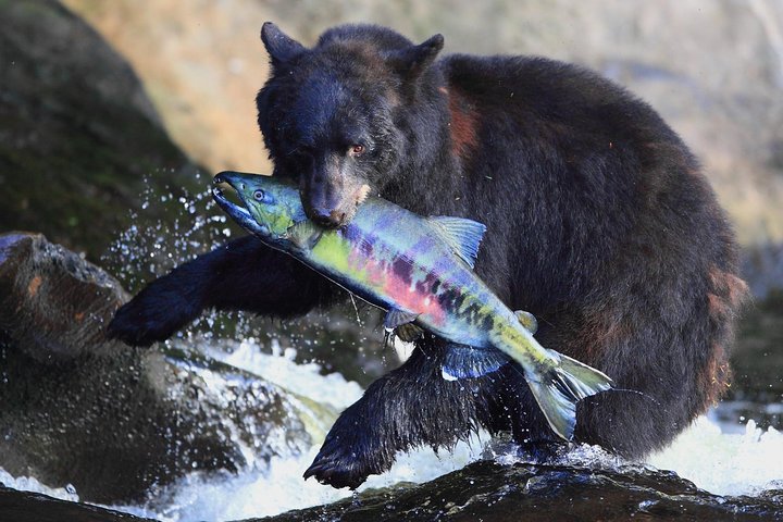 Neets Bay Bear Adventure & Flightseeing