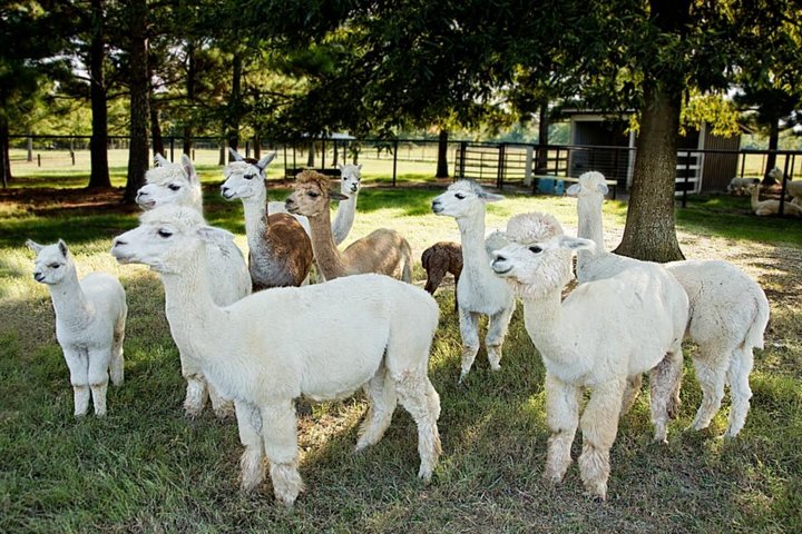 Skip The Line: Alpaca Farm Tour Ticket In Adairsville Georgia - thumb 0