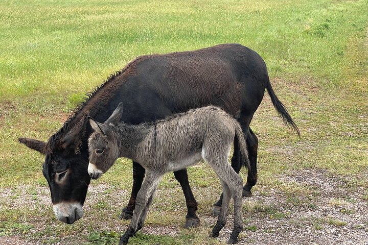 Private Tour - Black Hills, Mount Rushmore, Custer SP And Crazy Horse Memorial - thumb 1