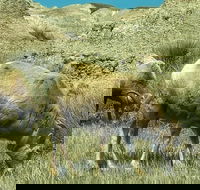 Private VIP Boutique Day Tour of Mt. Rushmore and The Badlands - Accommodation Los Angeles