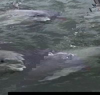 90-Minute Private Dolphin Tour in Hilton Head Island - Accommodation Los Angeles