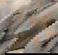 San Antonio Zoo General Admission Ticket - Accommodation Los Angeles