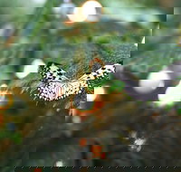 The Cockrell Butterfly Center Admission in Houston - Accommodation Los Angeles