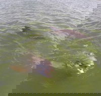 Hilton Head Disappearing Island Dolphin Tour - Accommodation Los Angeles