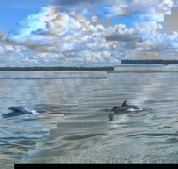 Hilton Head Morning Dolphins  Donuts Cruise - Accommodation Los Angeles