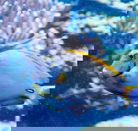 SEA LIFE Aquarium Grapevine Admission Ticket - Accommodation Los Angeles