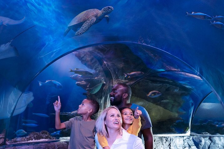 SEA LIFE Aquarium Grapevine Admission Ticket - thumb 3