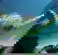 SEA LIFE San Antonio Admission Ticket - Accommodation Los Angeles