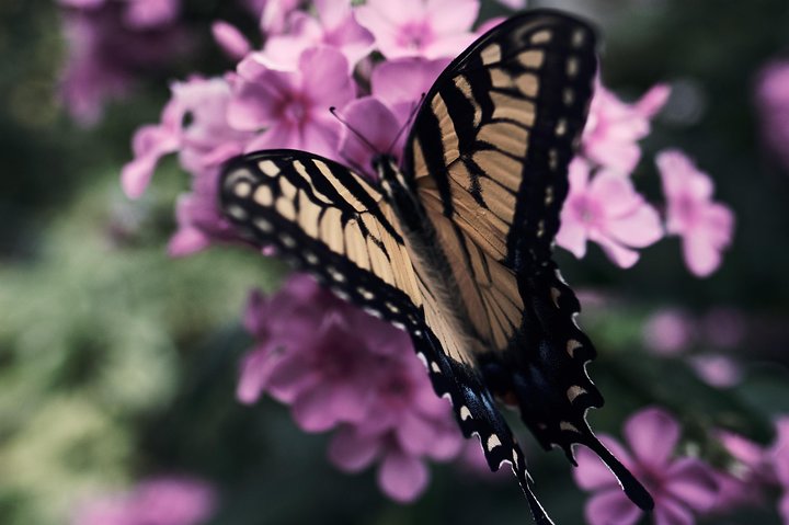 Green Places for GROUPS of 10-16