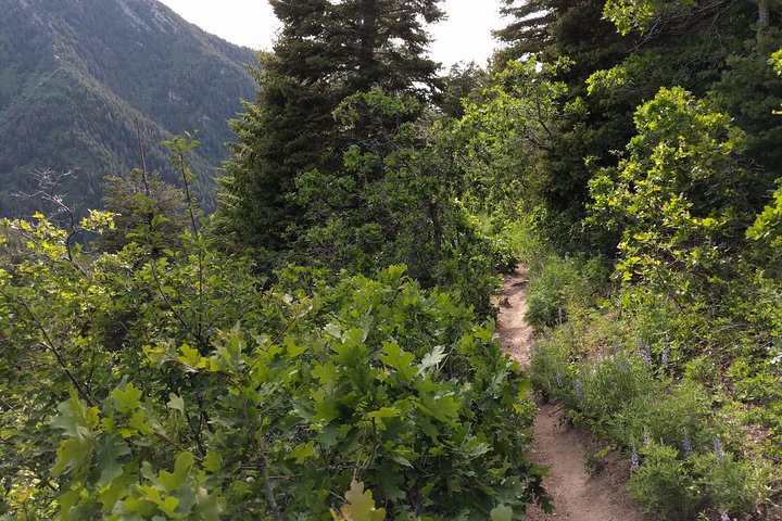 Mountain Hikes In The Wasatch Mountains - thumb 3