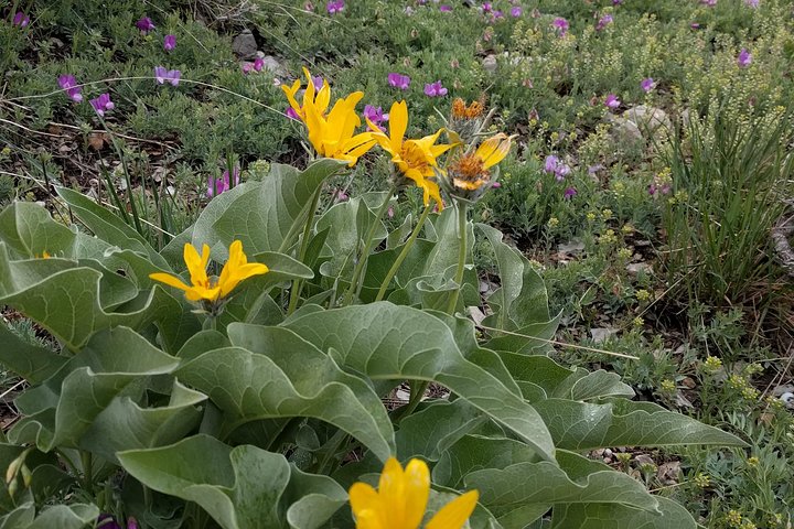 Mountain Hikes In The Wasatch Mountains - thumb 4