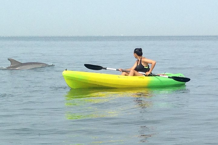 Small Group Dolphin Kayak Eco-Tour